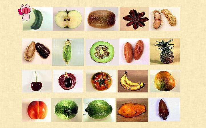 3、花、果实和种子 课件（22PPT）