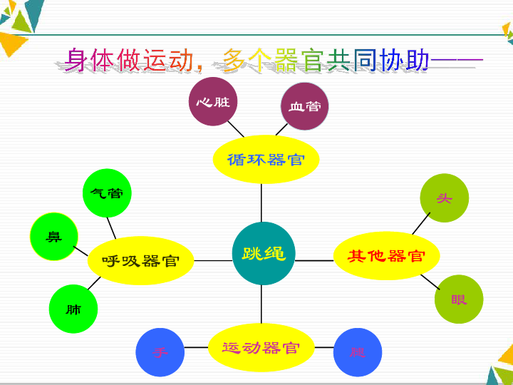 教科科学四上《4相互协作的人体器官》（11张PPT）