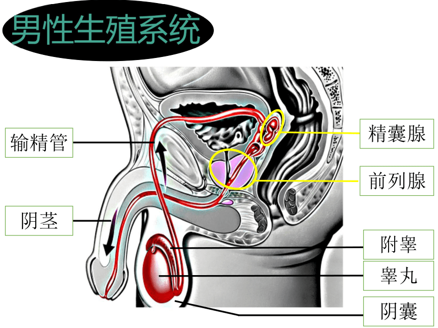 睾丸的正常位置图片图片