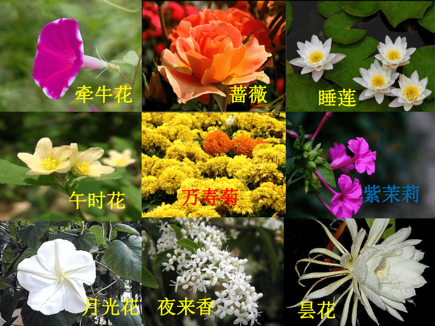 花钟花的12种类图片图片