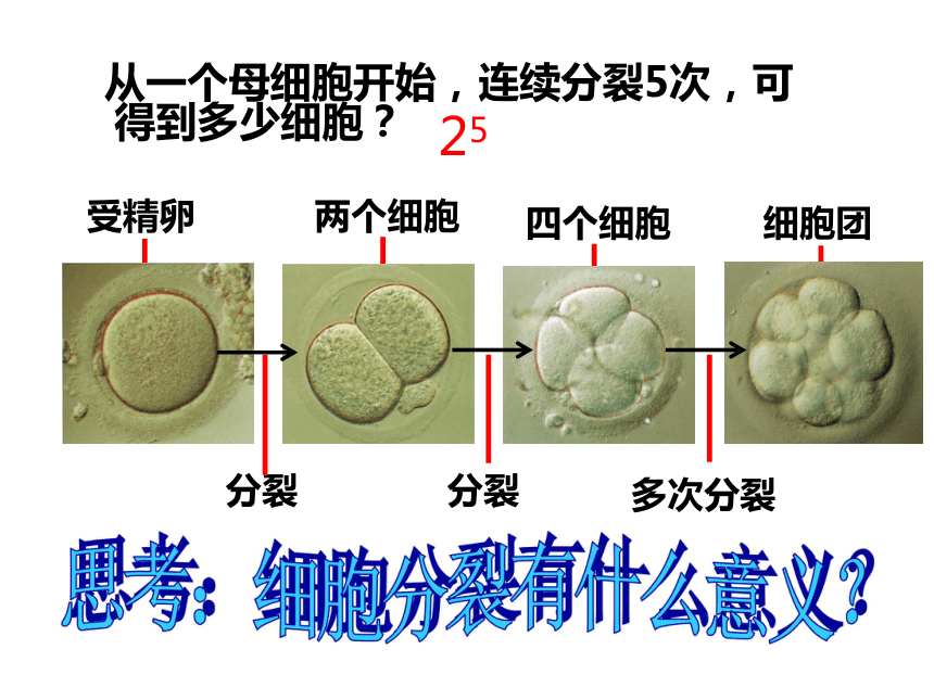 2.3生物体的结构层次