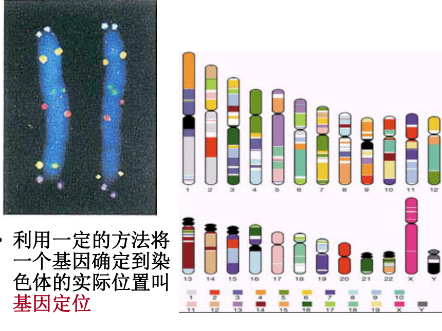 浙科版必修2第二章第二节遗传的染色体学说（共26张PPT）