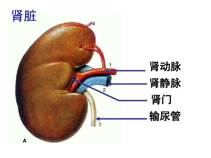 北师大版七年级下册生物《11．2 尿的形成与排出》课件 （共32张PPT）