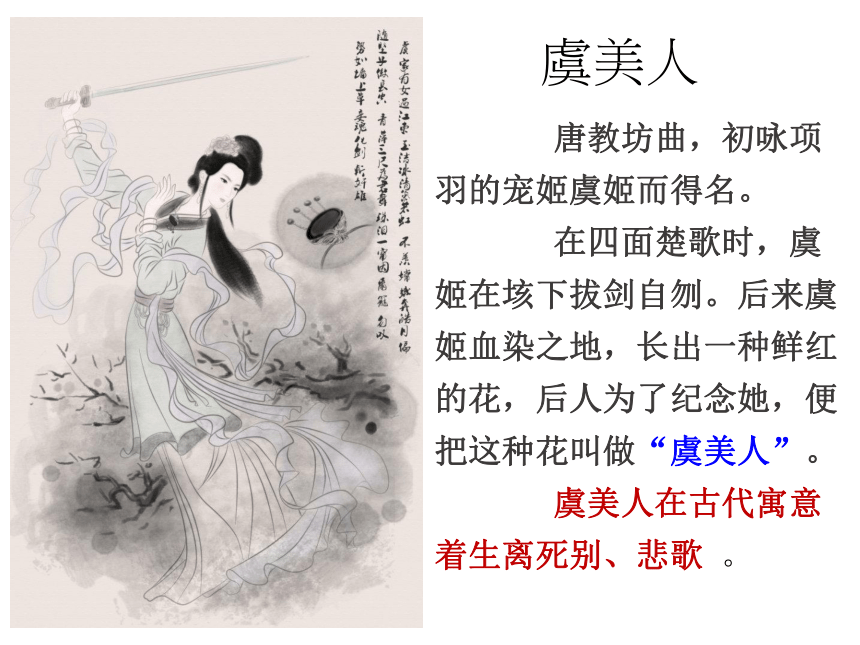 虞美人相关资料图片