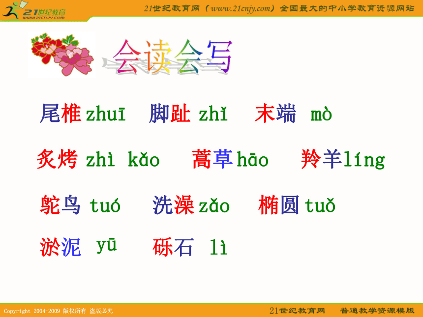 六年级语文下册课件 黄河象 3（北京版）