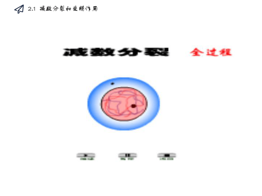 2020-2021学年高一生物人教版必修二2.1 减数分裂和受精作用课件（63张ppt）