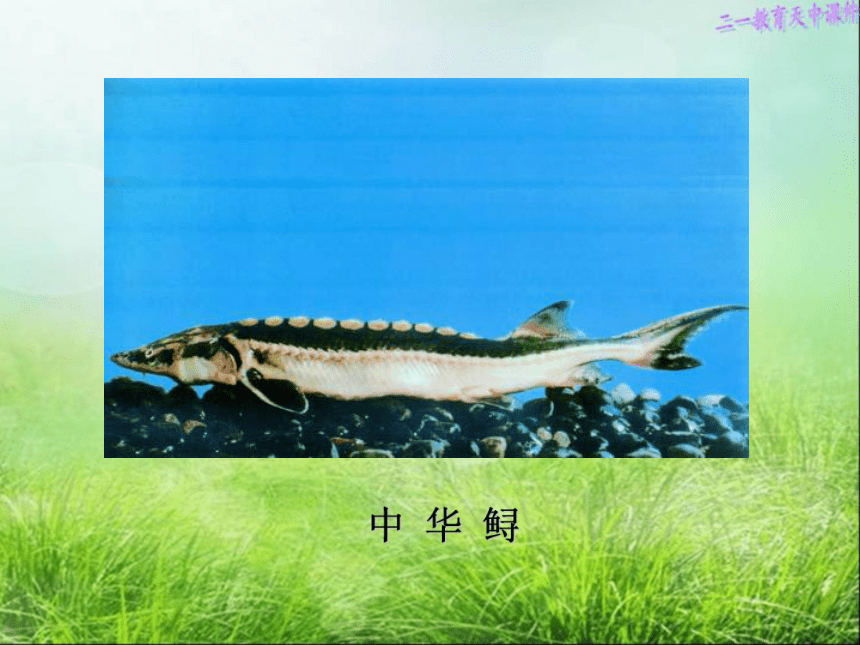 3保护生物多样性