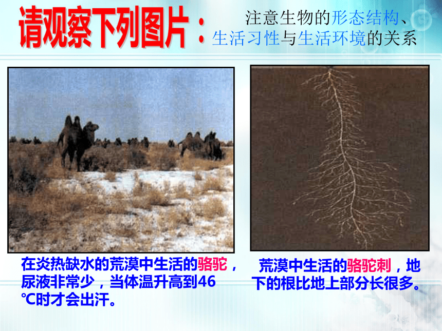 7.1.2 生物对环境的适应和影响 25张PPT