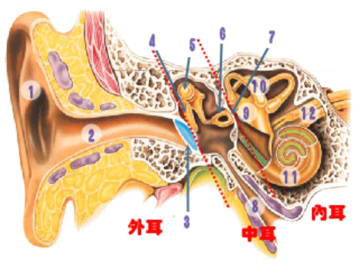 耳朵鼓室图图片