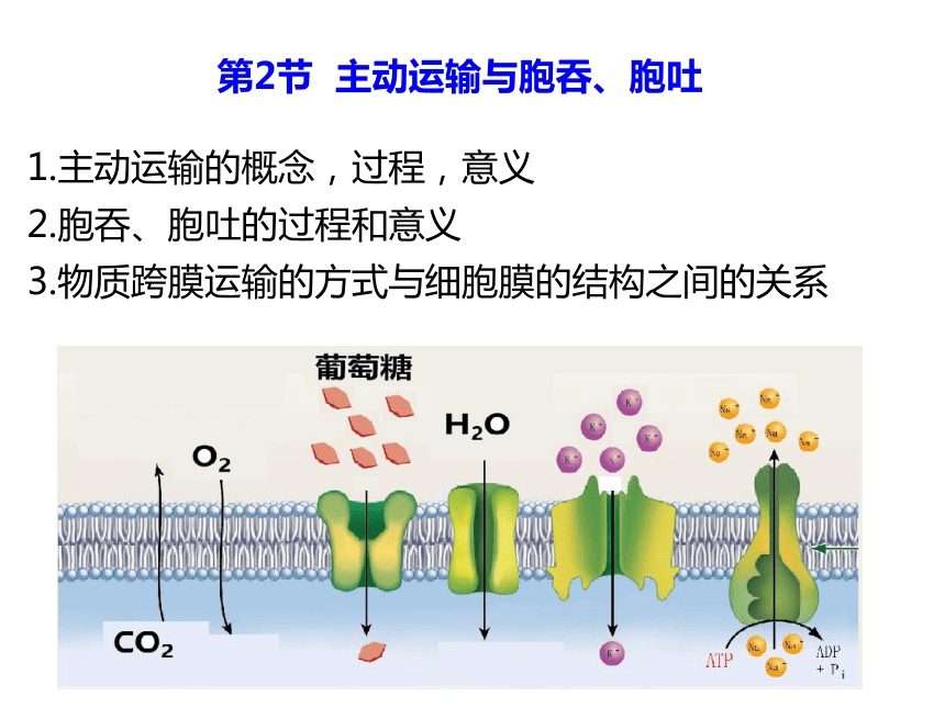 生物人教版2019必修一42主动运输与胞吞胞吐共23张ppt