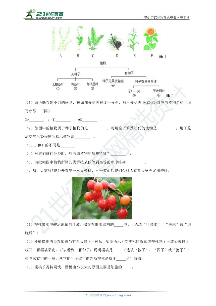 3.6被子植物（第1课时双子叶植物）练习