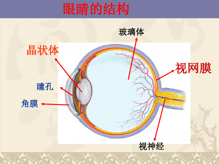 沪科版物理八年级全一册第四章 多彩的光第六节 神奇的眼睛  （26张PPT）