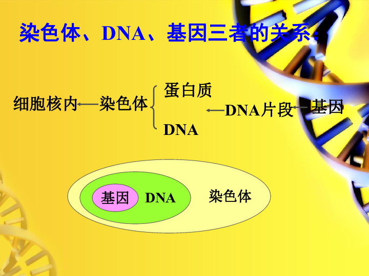 苏教版生物八年下 22.2人的性状和遗传课件（共34张PPT）