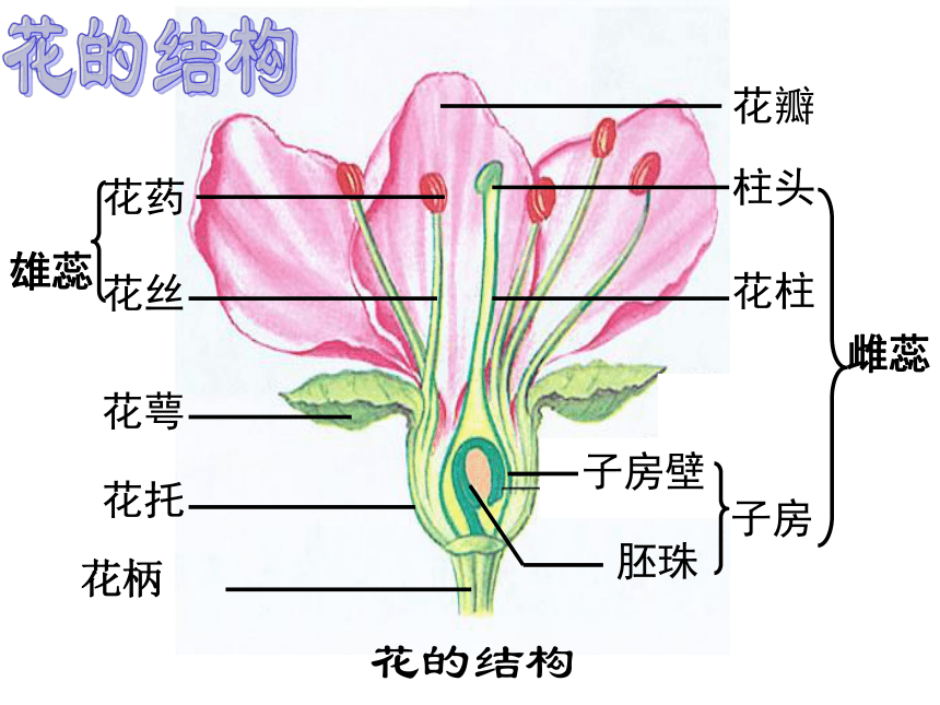 喇叭花结构图图片