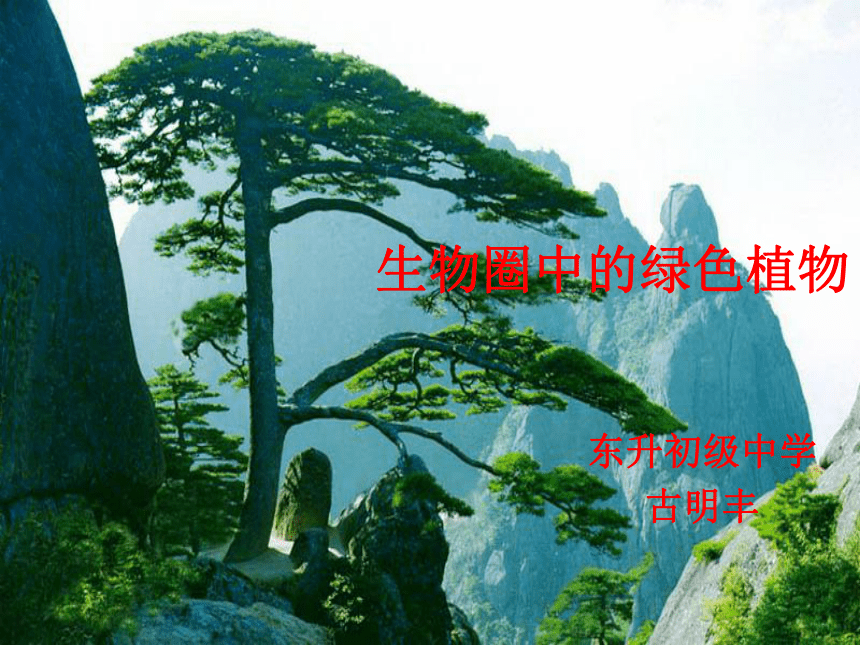 藻类植物 课件 （共24张PPT）