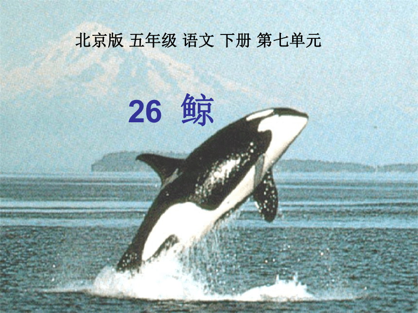 五年级语文下册课件 鲸 2（北京版）