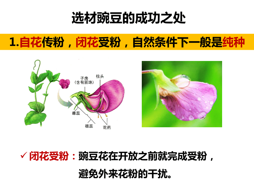 隱性性比例所佔雜合子連續自交——保留純種………………………1/2( 1