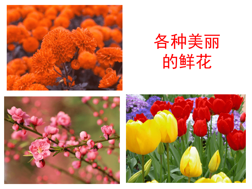 《油菜花开了》课件