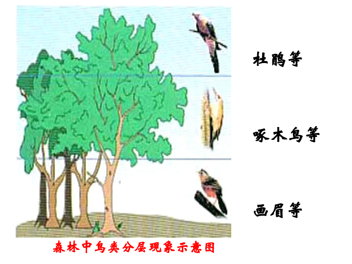 浙科版高中生物必修三5.2-植物的生长型和群落结构(共36张PPT)
