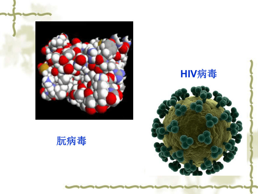 京改版生物七年级上册1.2《认识我们身边的其他生物》课件（15PPT）