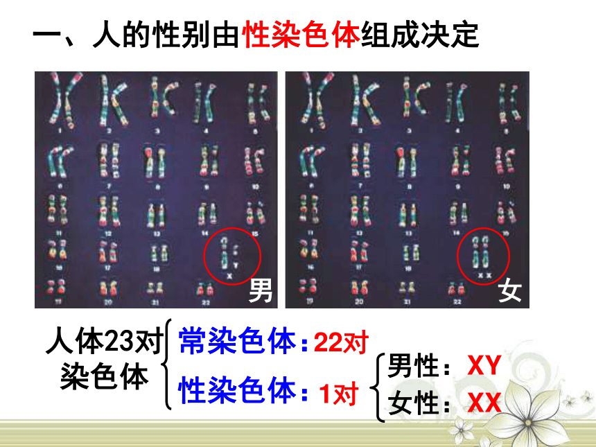 北师大版生物八年级上册 20.4 性别和性别决定 课件（24张PPT）