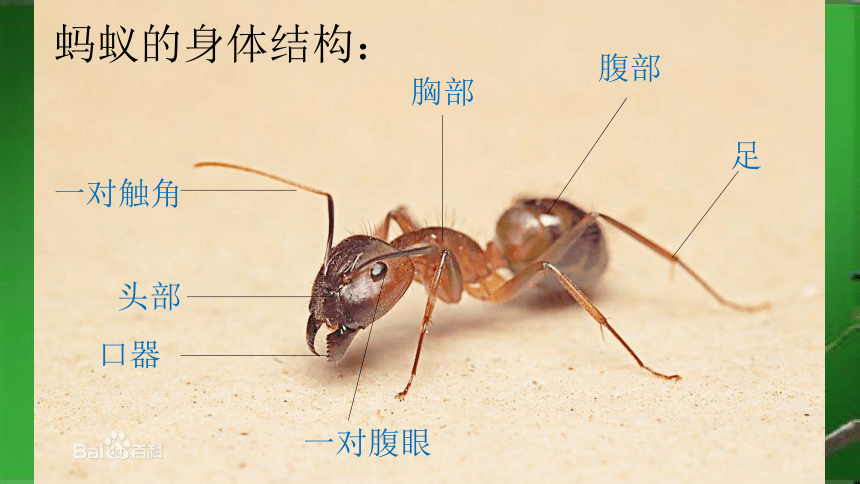 蚂蚁的分类和分工图片图片