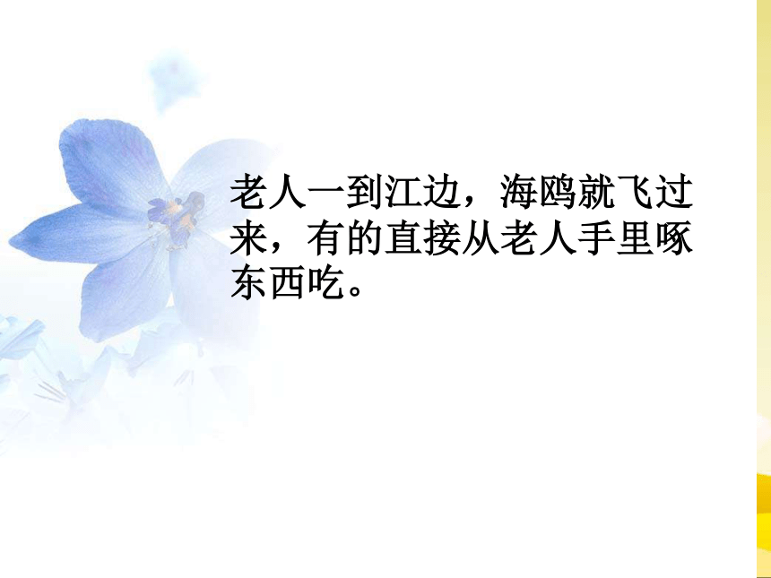 《老人和海鸥的故事》课件 (共20张PPT)