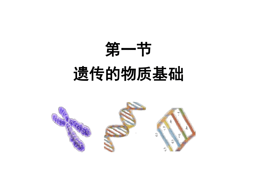 济南版八年级上册第四单元第四章第一节遗传的物质基础课件（共14张PPT）