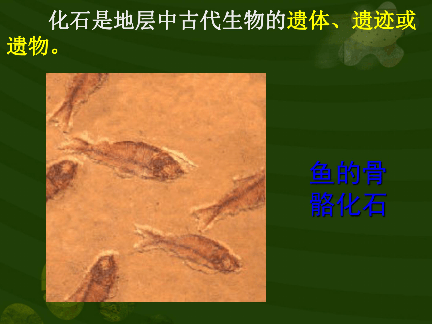 生物的进化