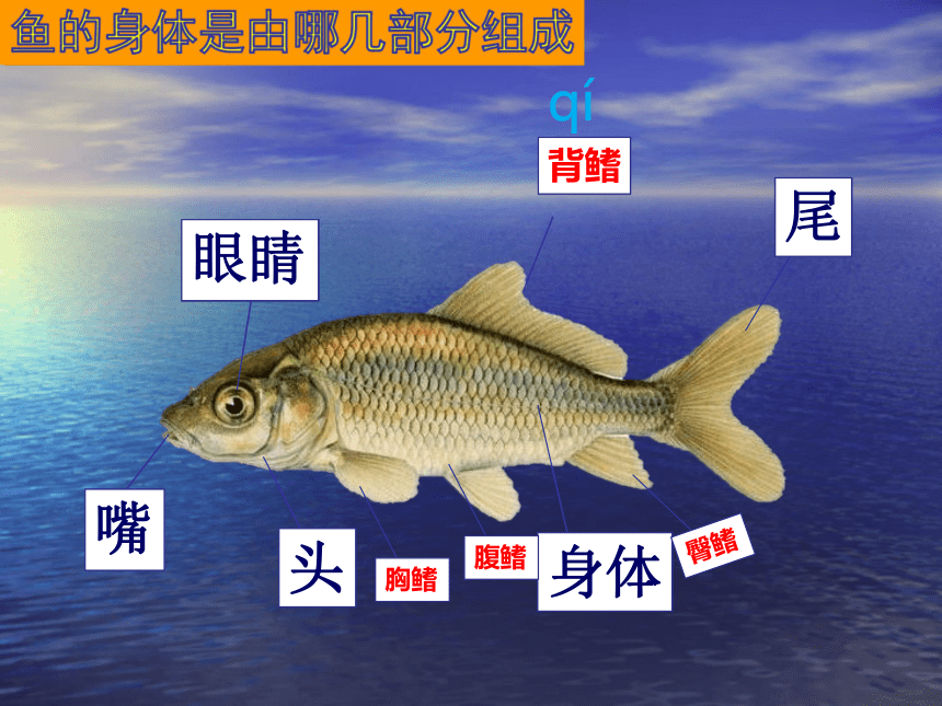 辽海版一年级下册美术第13课给鱼穿上花衣裳课件30张ppt