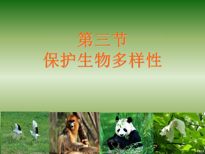 冀教版八下生物 7.3.3保护生物多样性 课件（50张PPT）