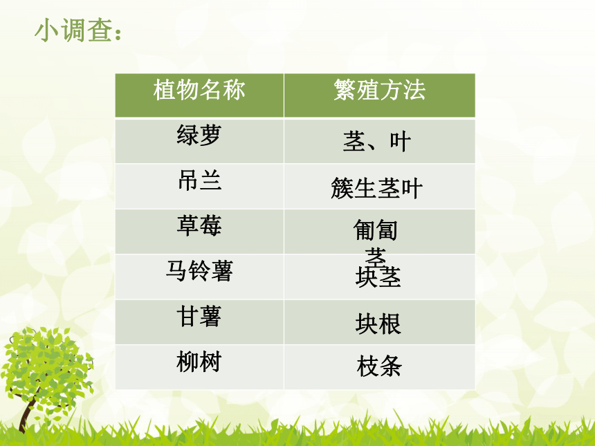 植物的生殖（22张PPT）