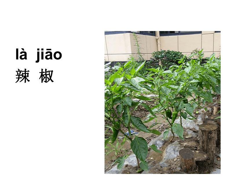 《观察一棵植物》课件（17张PPT）