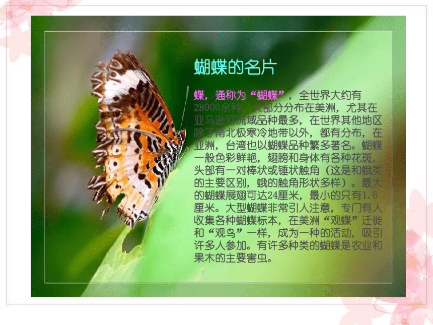 蝴蝶的个人资料简介图片
