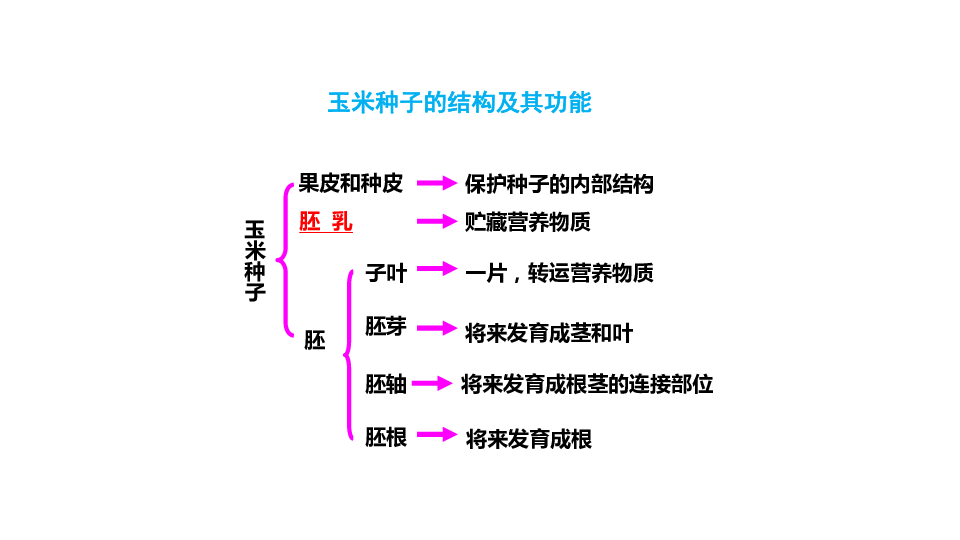 2019人教版生物7上课件3.2.1种子的萌发课件（共35张ppt）.pptx