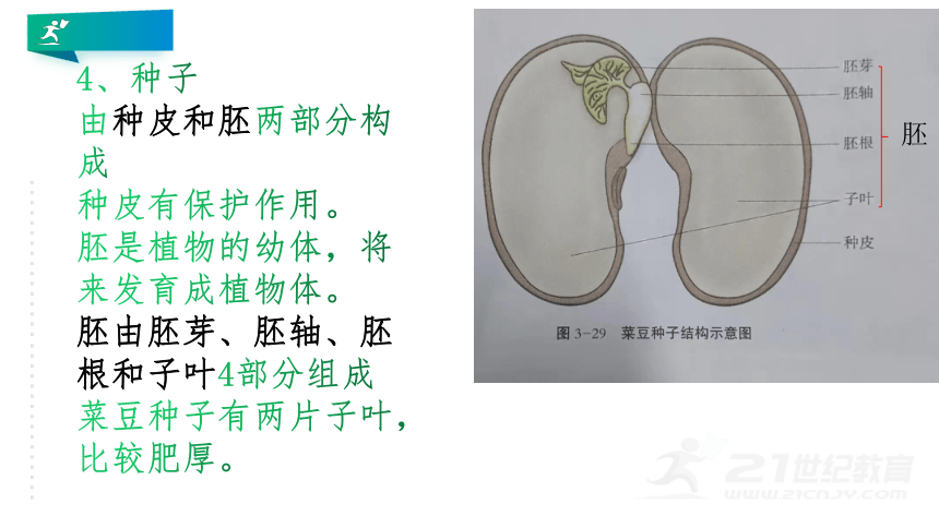 双子叶植物示意图图片