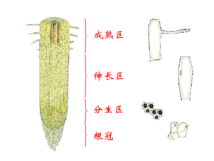 植物根茎叶基本结构图图片