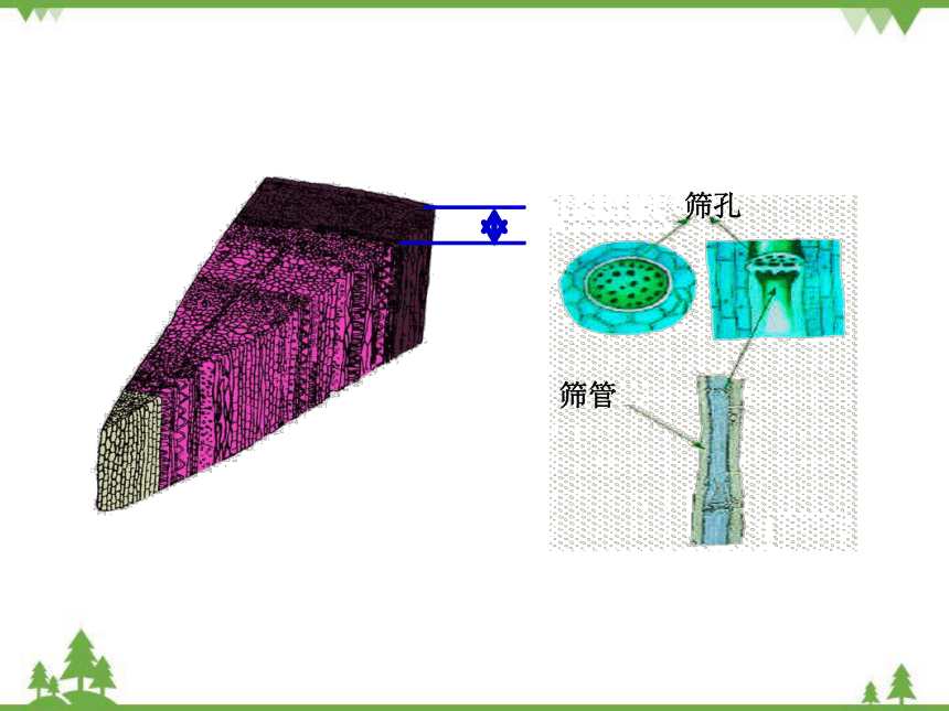 4 植物茎的输导功能2课件(共24张ppt-21世纪教育网