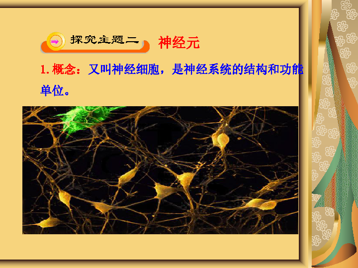 苏教版七下生物 12.2人体的神经调节（第一课时） 课件(19张PPT)