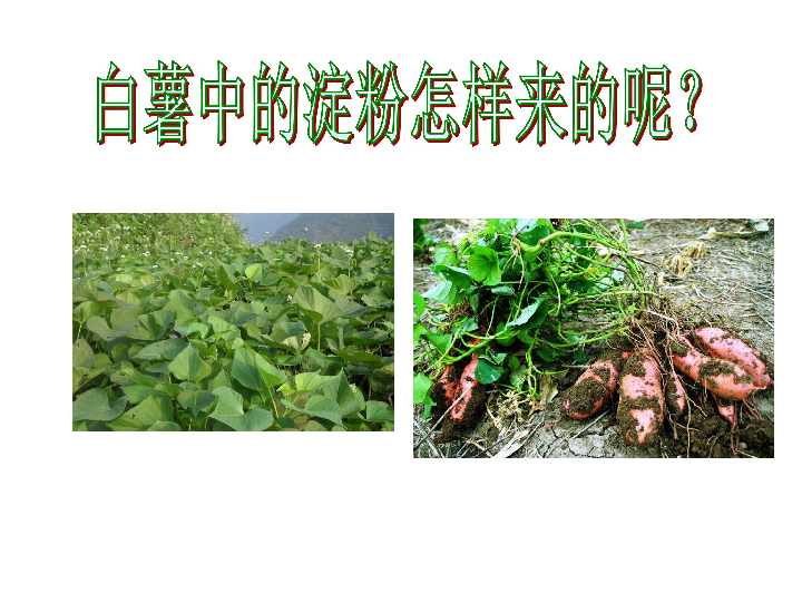 北京课标版生物七年级下册第五章第一节 植物体内的物质运输(共41张PPT)