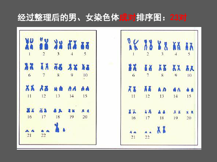 人教版八年级生物下册 2.4人的性别遗传-课件(共45张PPT)