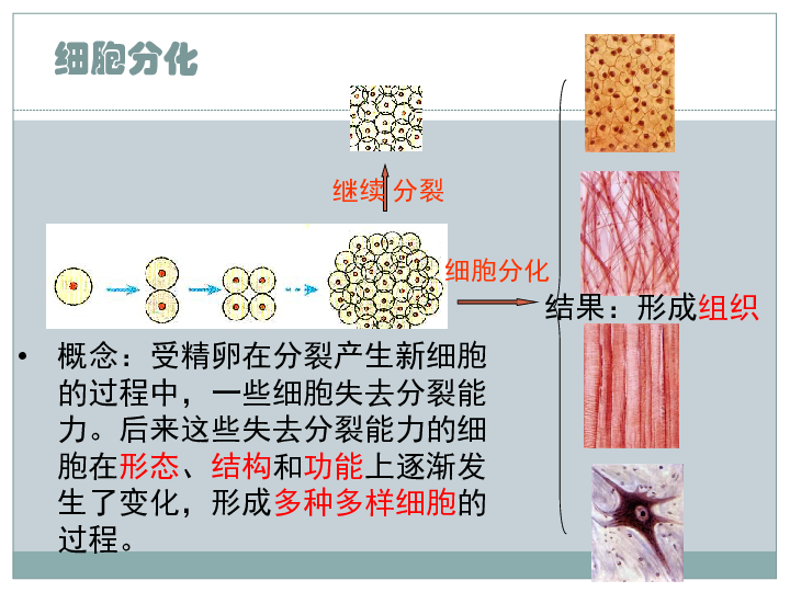 《细胞分化形成组织》课件 (共21张PPT)