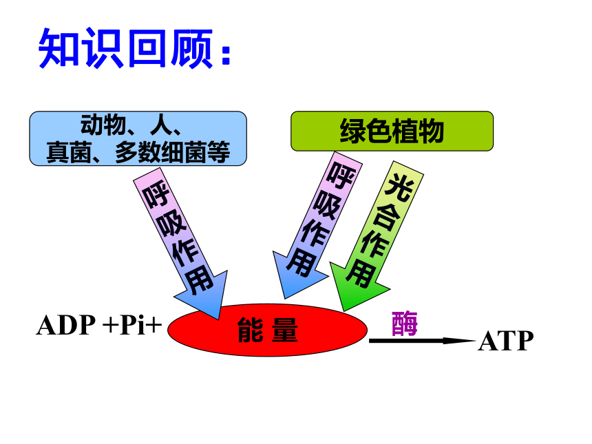 必修1第五章 第三节 ATP的主要来源——细胞呼吸（修改）
