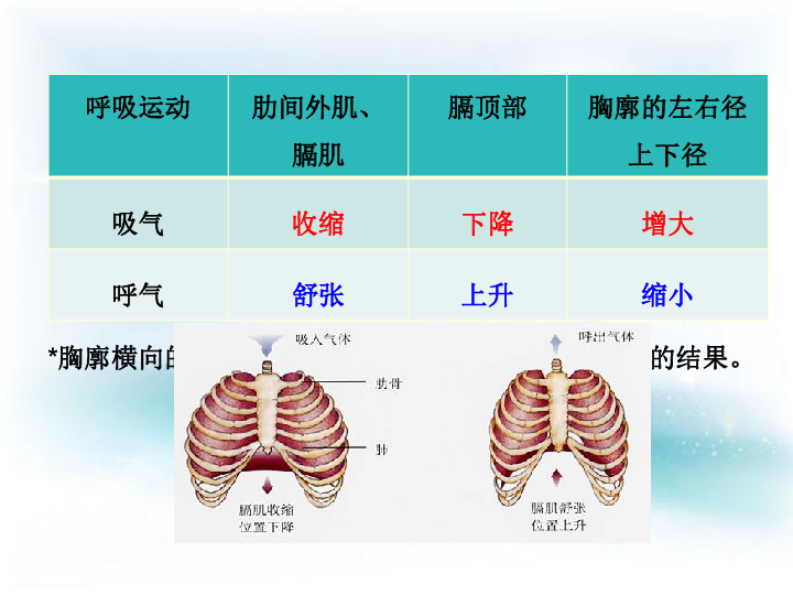 第二节 发生在肺内的气体交换课件（15张PPT）