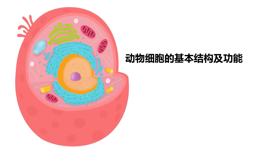 2021--2022學年北師大版七年級上冊2.3.1細胞的基本結構和功能-------