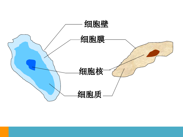 上海版八年级上册生物  2.3.2 染色体与人体性别决定 课件 (18张PPT)