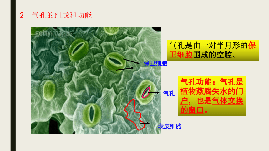 備戰2021年中考生物一輪複習考點7綠色植物的光合作用課件共16張ppt