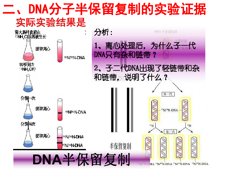 人教版高中生物必修二课件：3.3 DNA的复制 (共27张PPT)