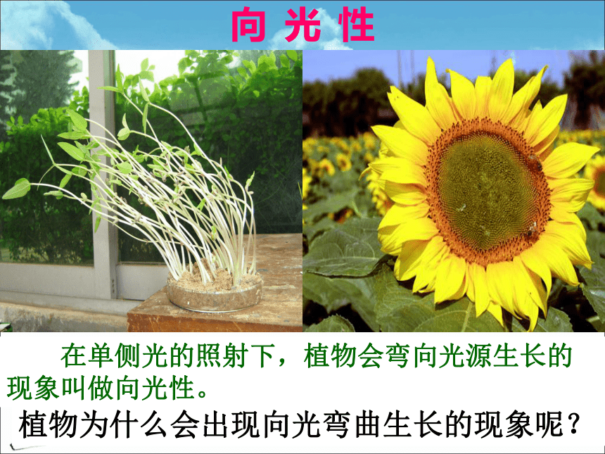 苏教版高中生物必修三2.4植物生命活动的调节 (共61张PPT)
