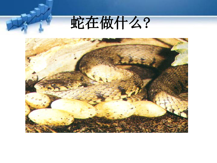 教科版科学四年级下册 2.7《动物的繁殖活动》课件(29张ppt)